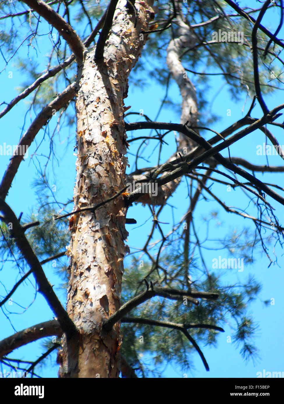 Detail of the trunk of a young pine tree close up against the blue sky ...
