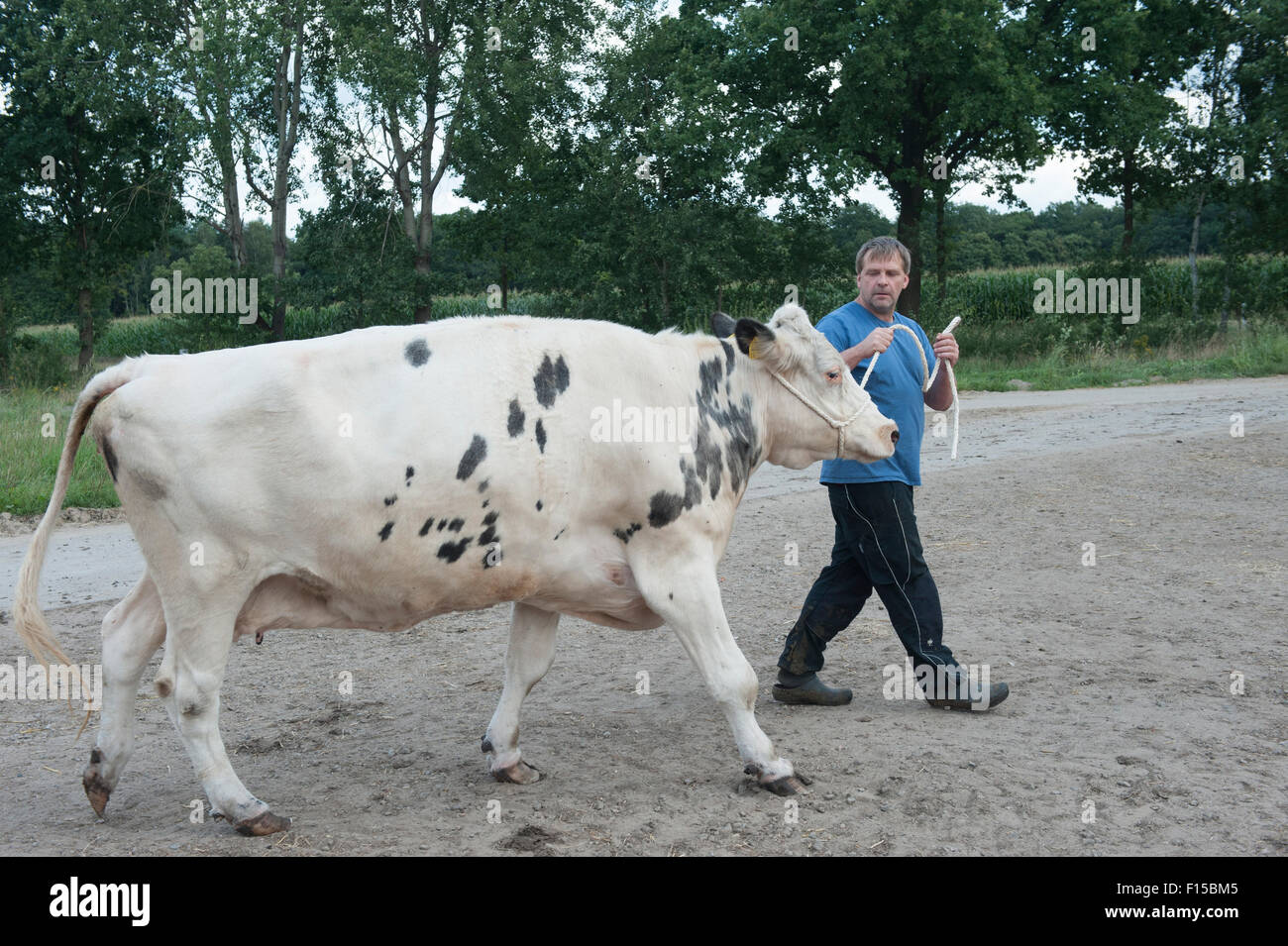 Trebel, Germany, a dairy cow is brought to a Pferdeanhaenger Stock Photo