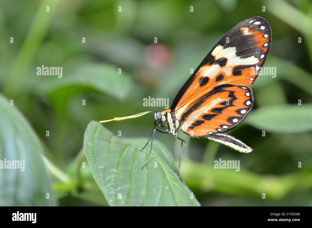 Heliconius numata hi-res stock photography and images - Alamy