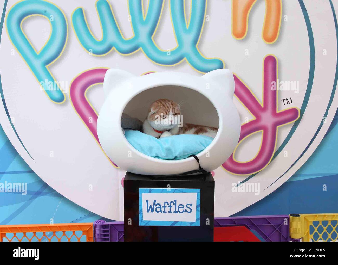 Pull String Cat Photocall for Friskies Pull 'N' Play Edible String Cat Treats held at ...