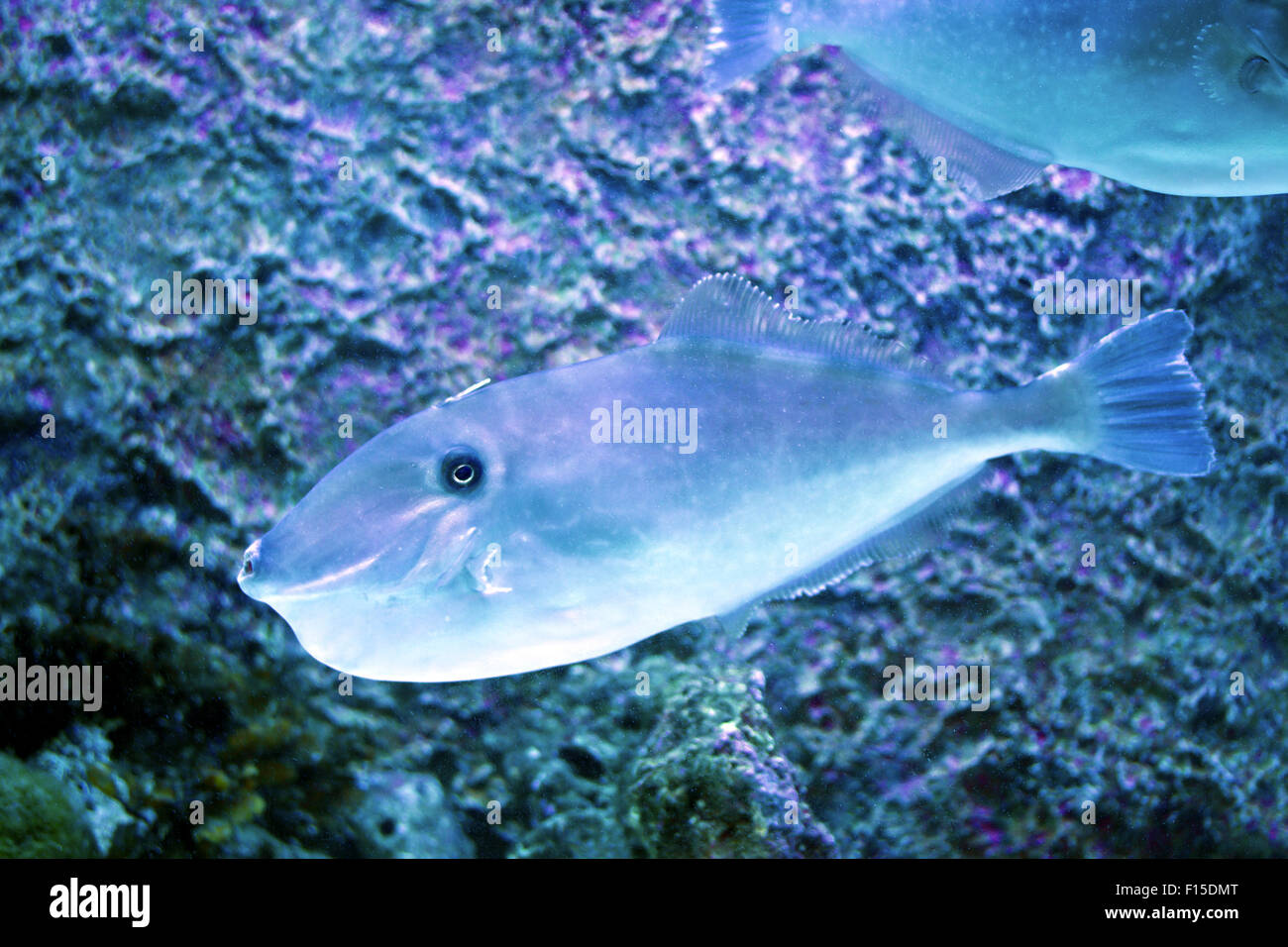 Filefish swimming in aquarium tank,Monacanthidae Stock Photo