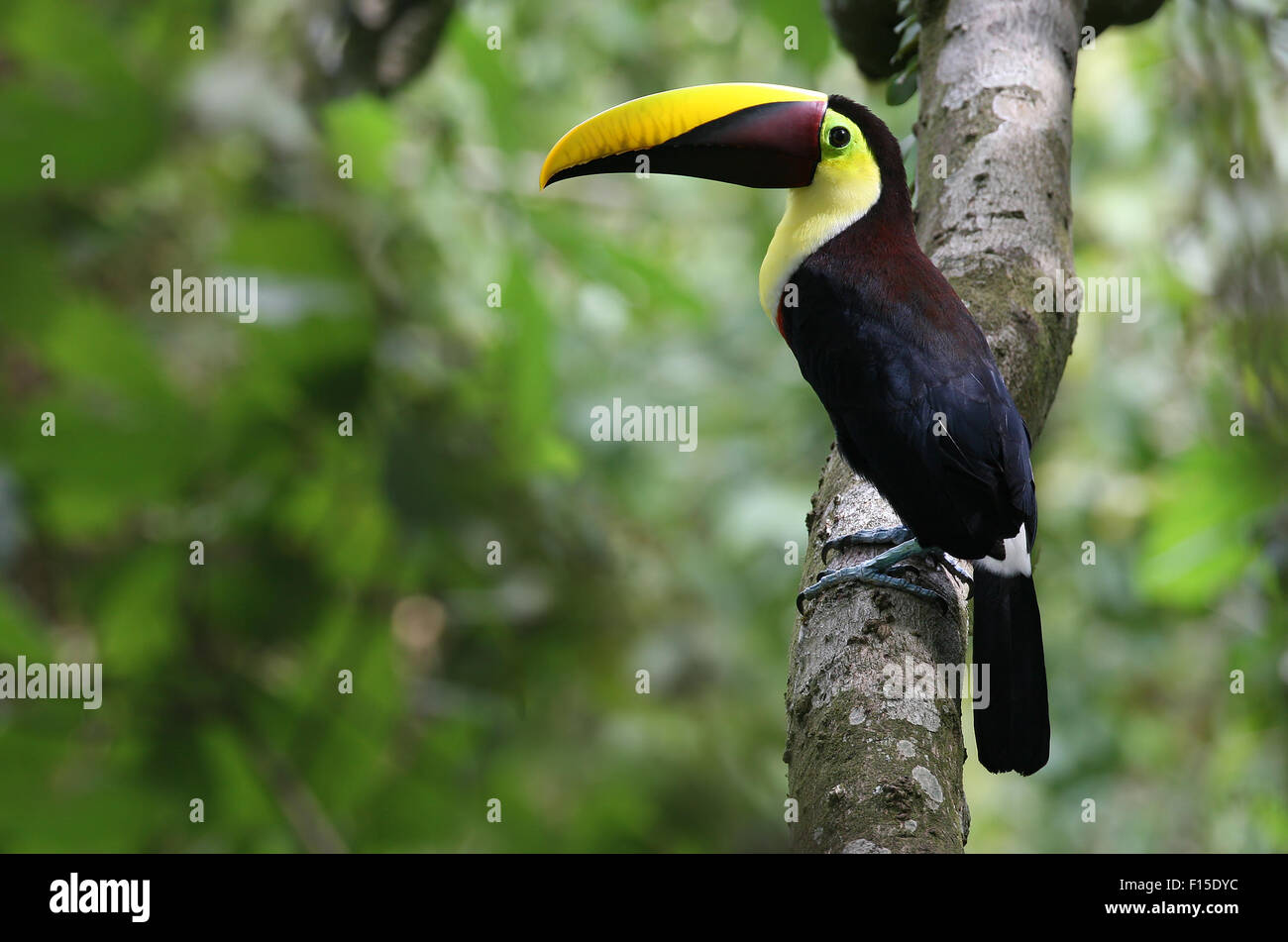 Chestnut-mandibled Toucan (amphastos swainsonii). Costa Rica, Central America. Stock Photo