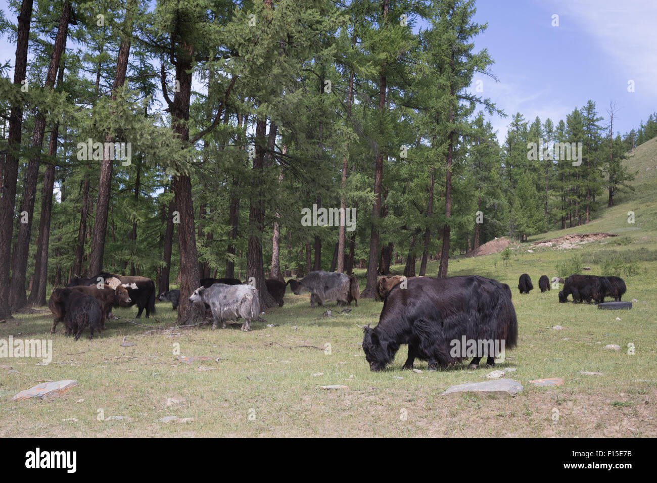 Yaks in northern Mongolia Stock Photo - Alamy