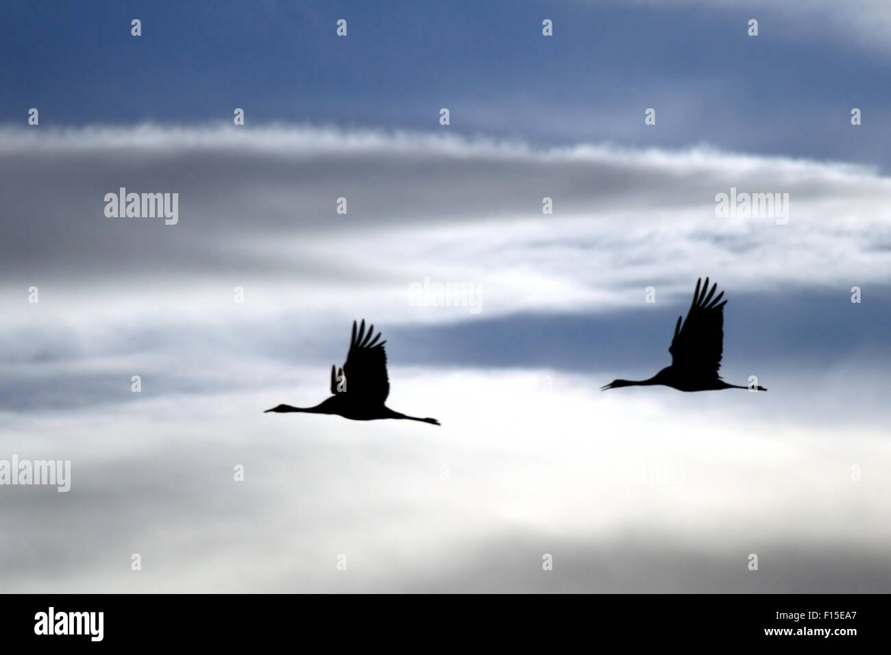 Common Crane (Grus grus) in flight Silhouetted in blue sky. Stock Photo