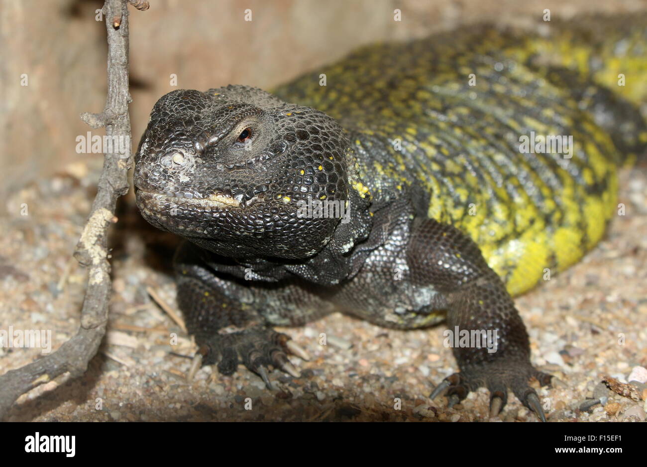 North African Spiny Dabb lizard (Uromastyx acanthinura) aka North