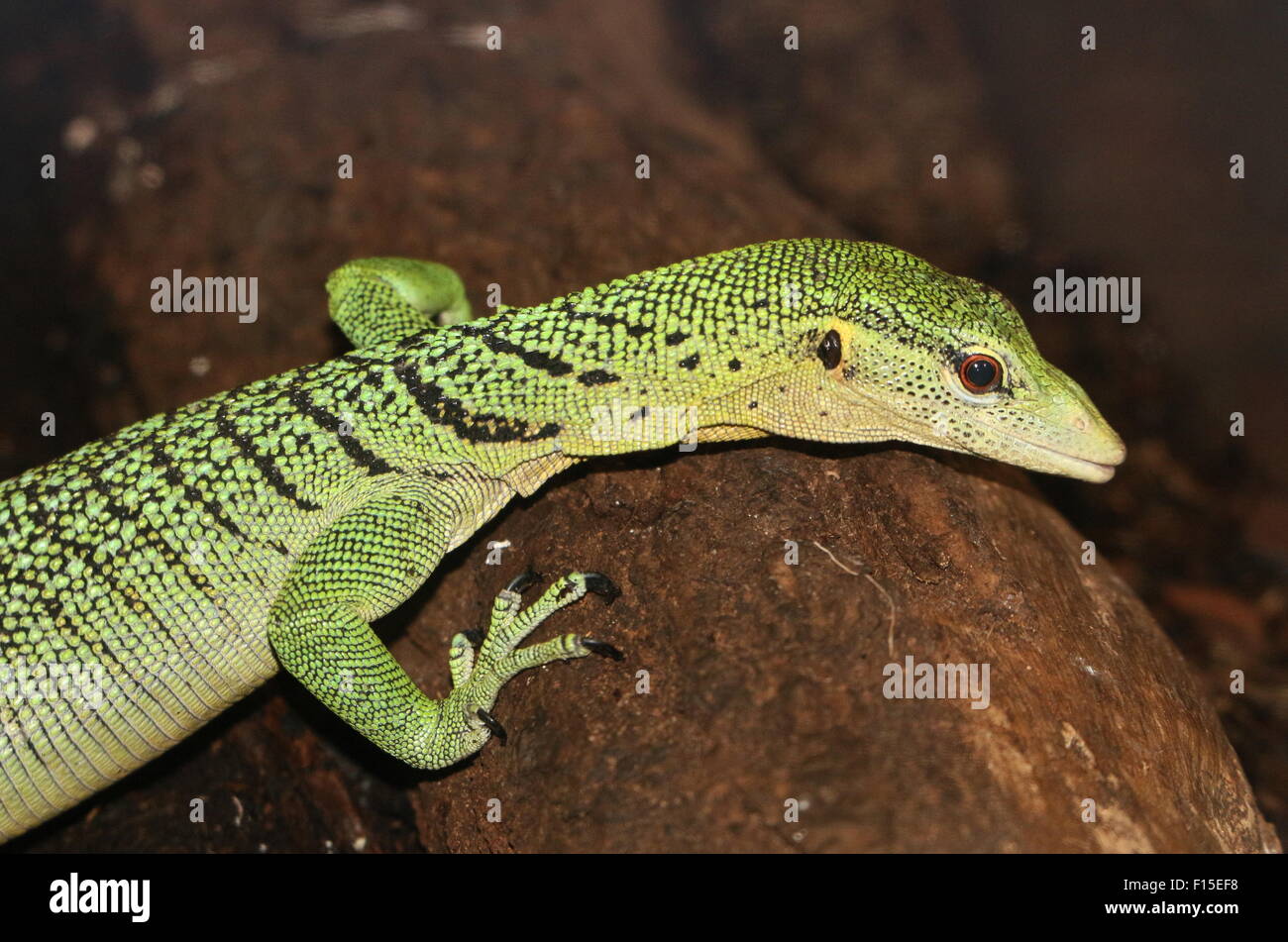 Asian Emerald tree monitor (Varanus prasinus), native to New Guinea & northern Torres Strait Islands Stock Photo