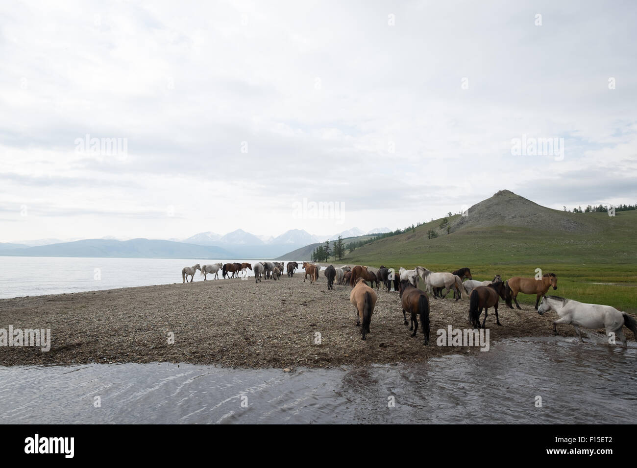 Horses drinking from a lake. Mongolian horses at Lake Hovsgol. Stock Photo