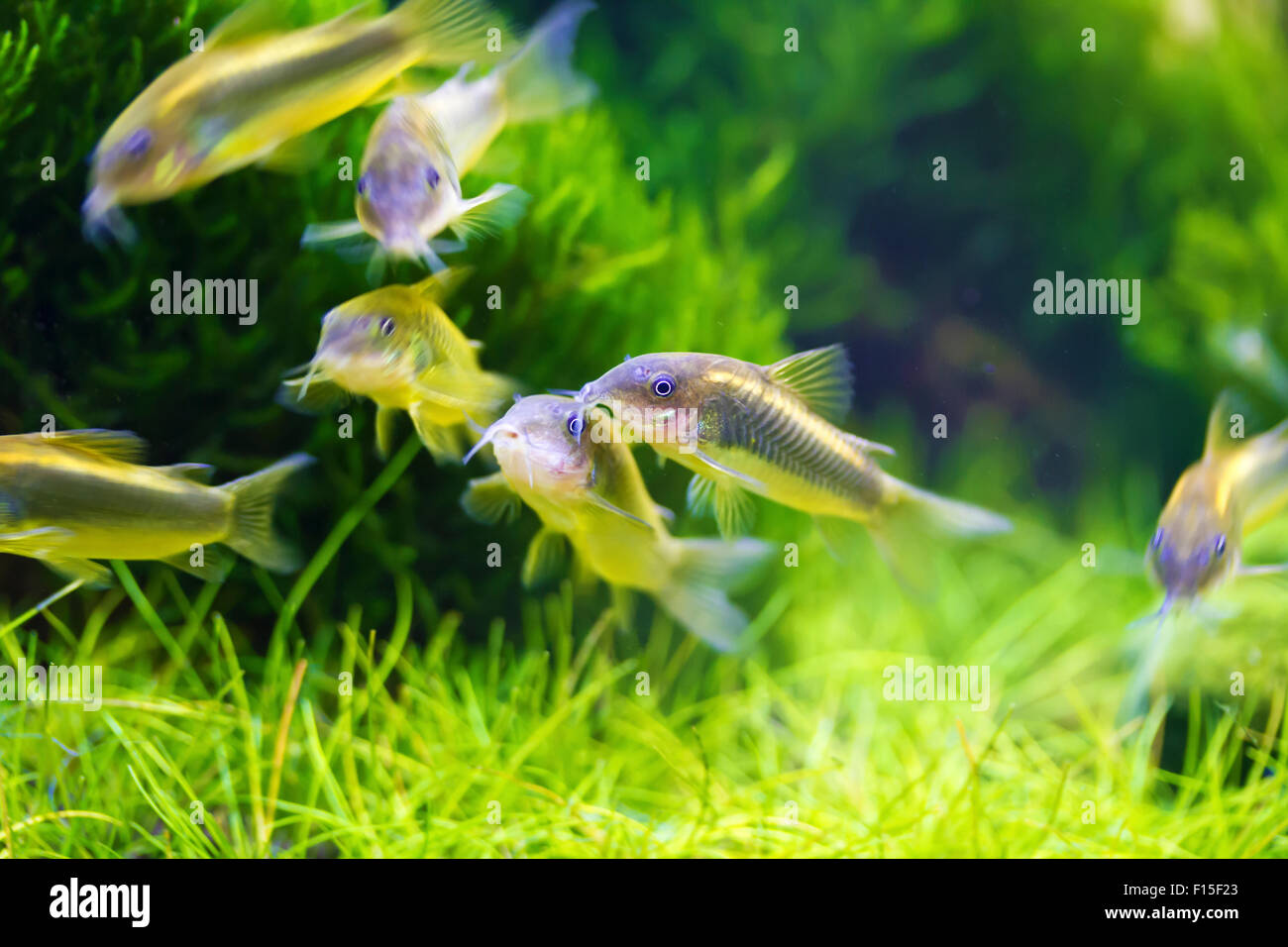 School of Bronze corydoras swimming in aquarium tank,Corydoras aeneus Stock Photo