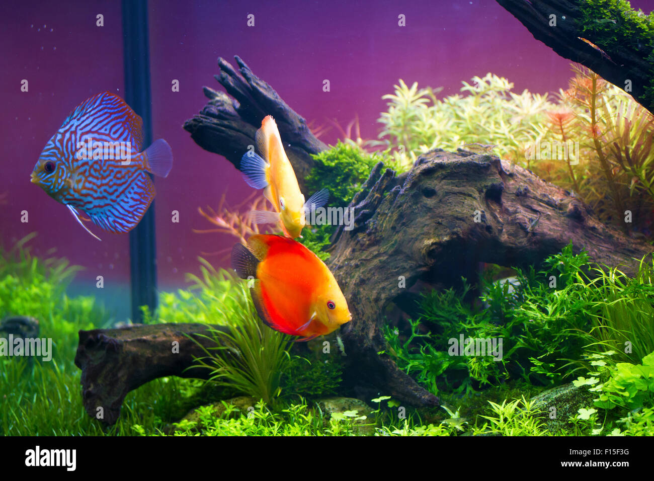 Discus fish swimming in aquarium tank,Symphysodon aequifasciatus Stock Photo