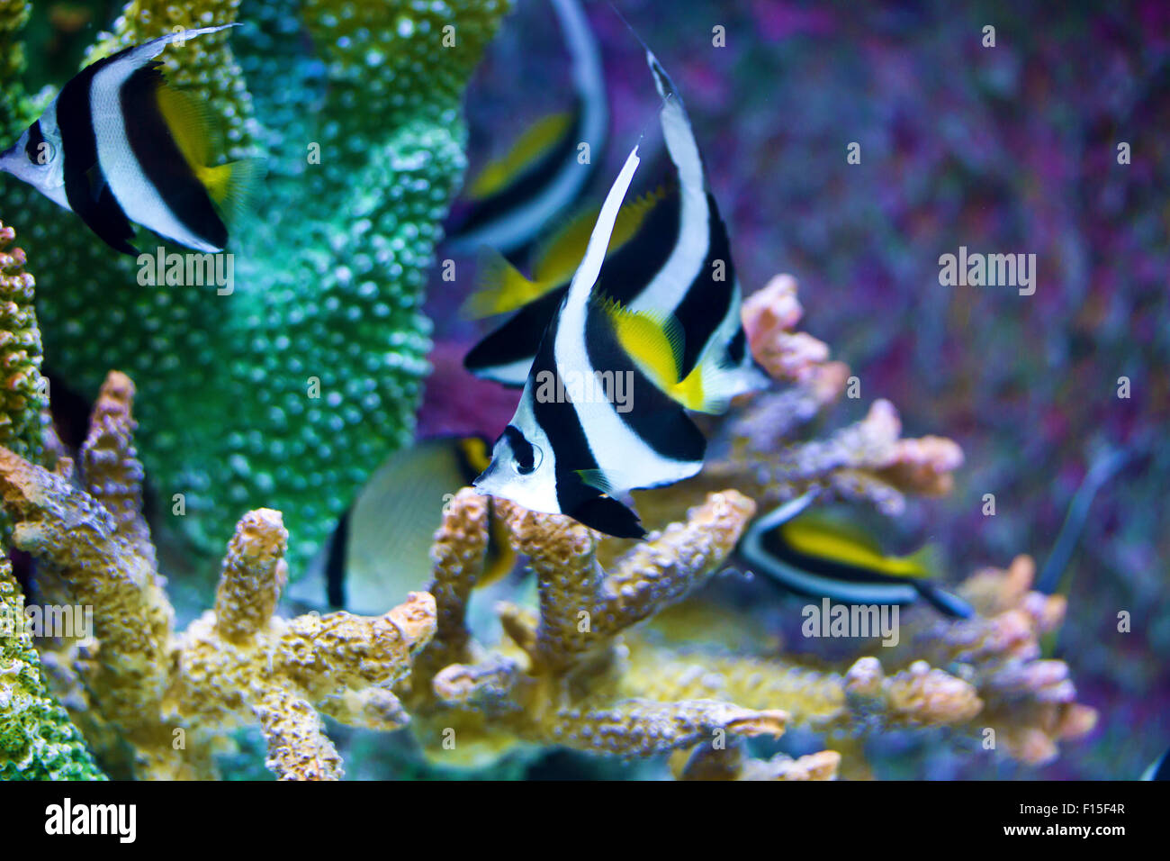 Tropical Fish Underwater Schooling Bannerfish Stock Photo