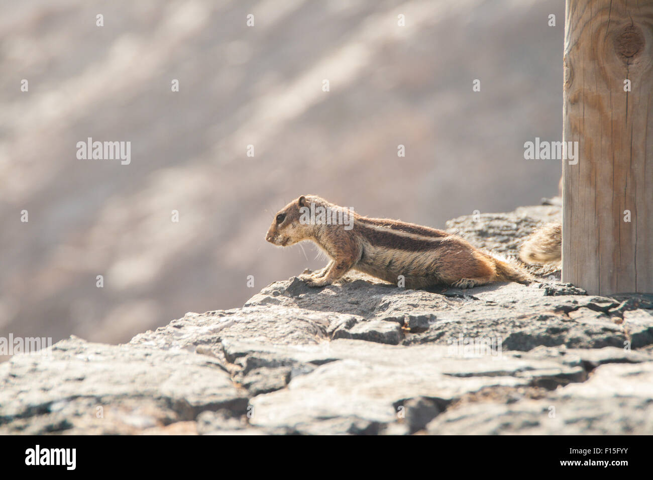Squirrel watching on a rock. Atlantoxerus getulus Stock Photo