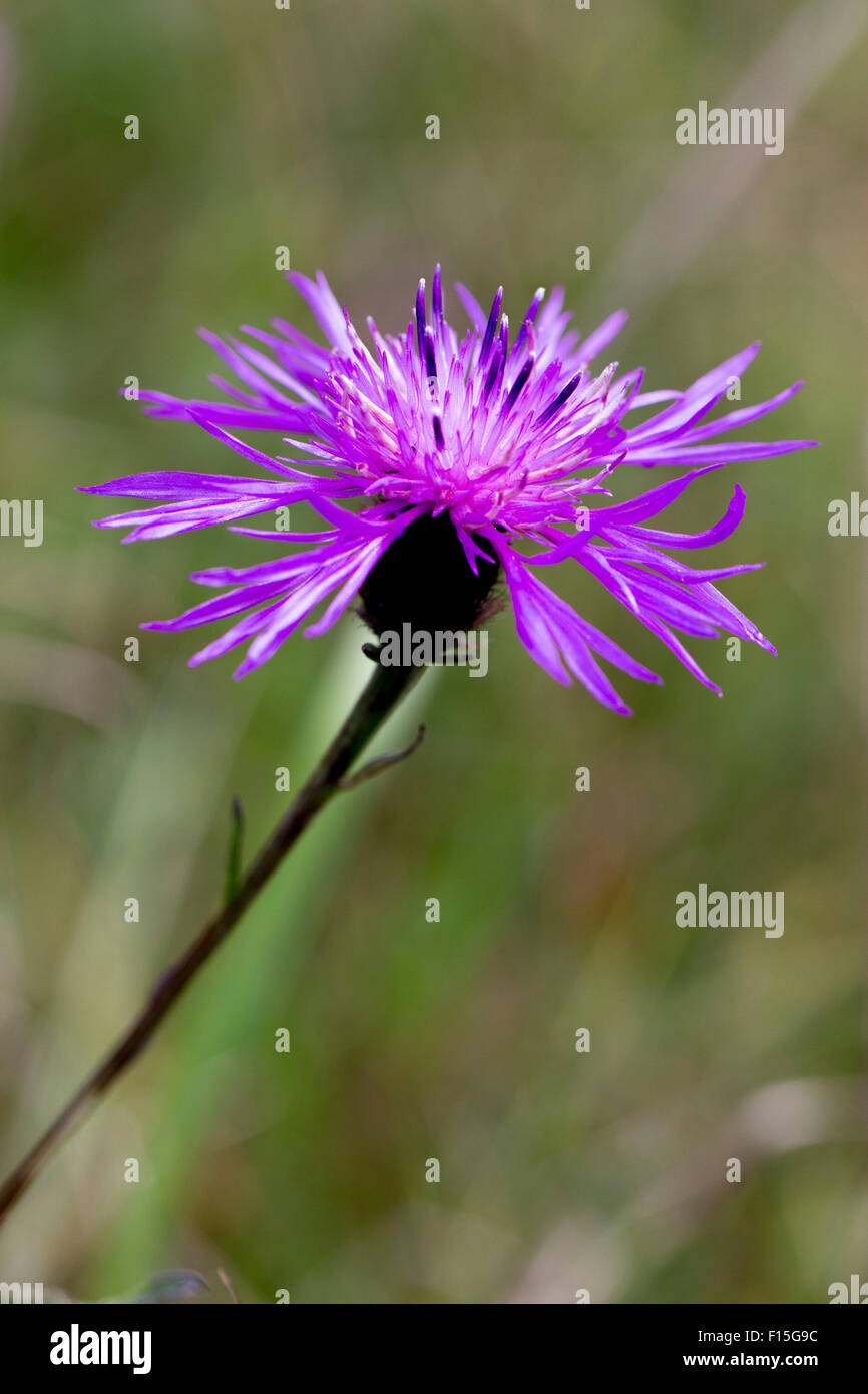 Common Knapweed  Flower Stock Photo