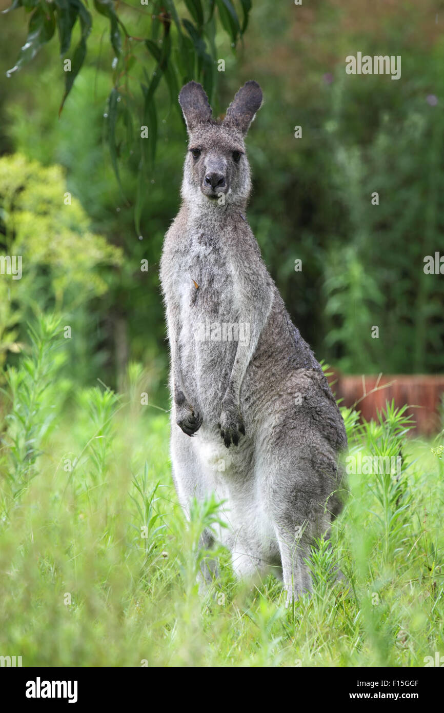 Eastern Grey Kangaroo (Macropus giganteus) in the rain in Australia. Stock Photo