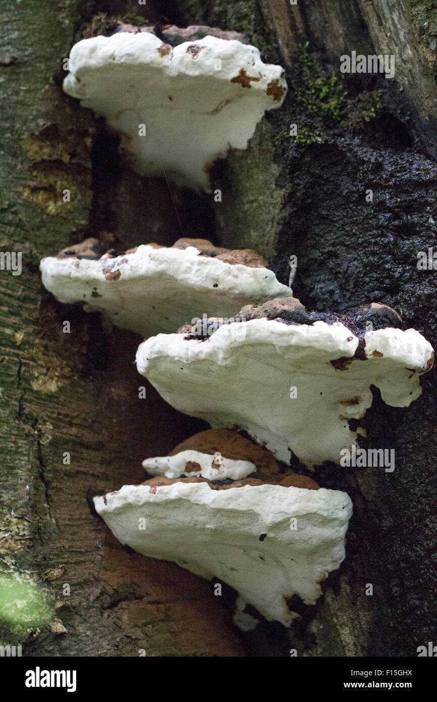 Root rot fungus growing up side of tree Stock Photo Alamy