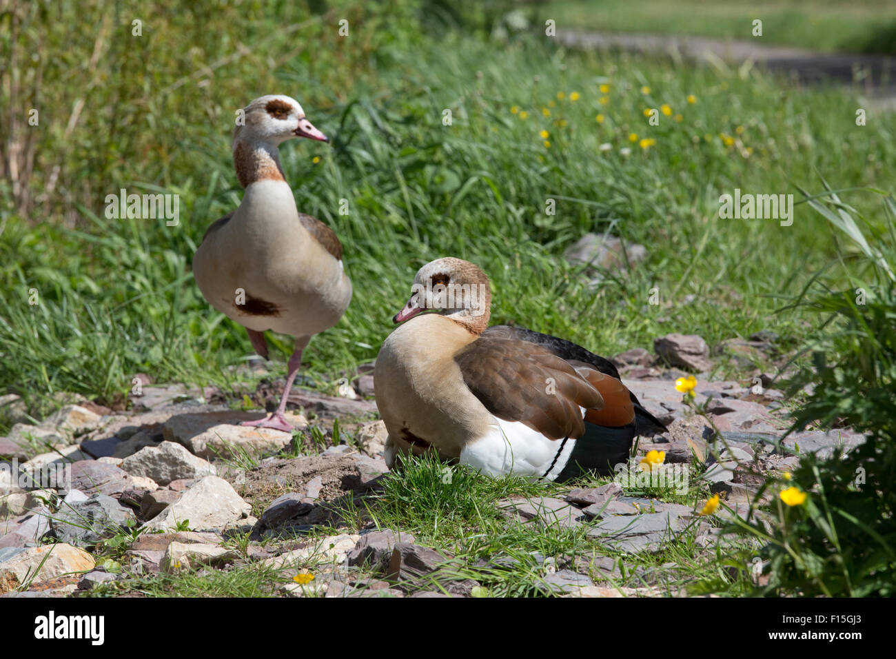 Egyptian geese Alopochen aegyptiaca on banks of Mosel River Germany  Male stands guard over female with chicks under her wing Stock Photo