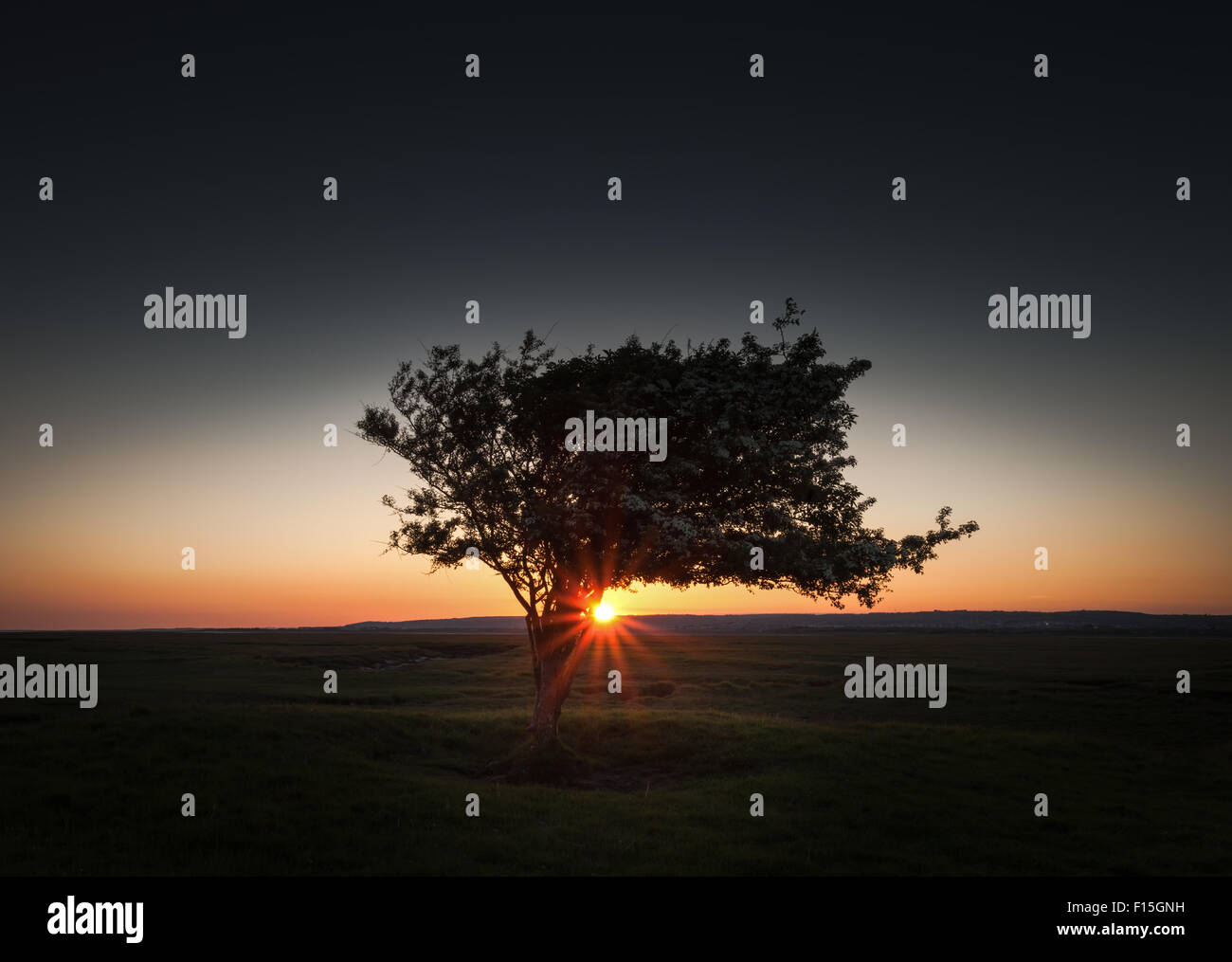 Solo tree hi-res stock photography and images - Alamy, image size:1300x1015