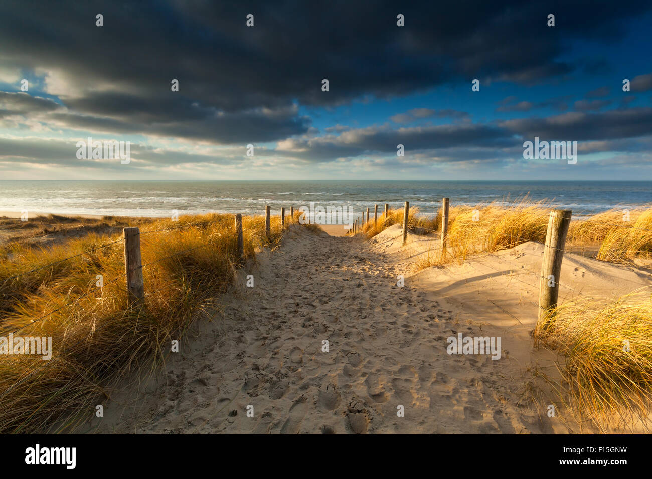 sand path to North sea beach in sunlight, Holland Stock Photo - Alamy