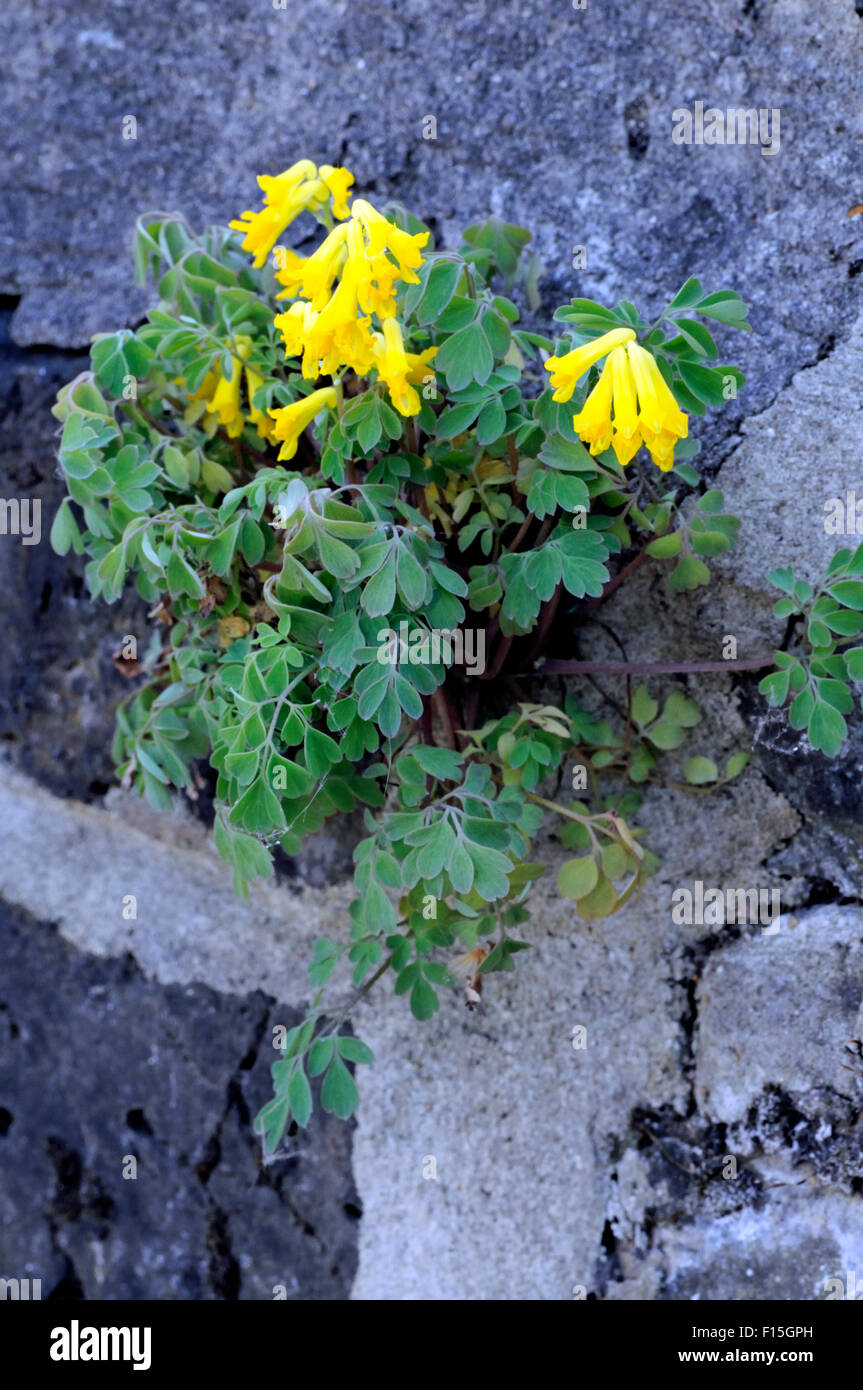 Corydalis lutea - Yellow Corydalis growing from crack in wall Stock Photo
