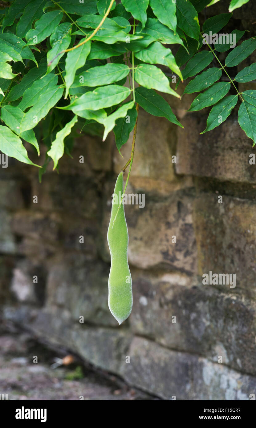 Wisteria seed pods hires stock photography and images Alamy