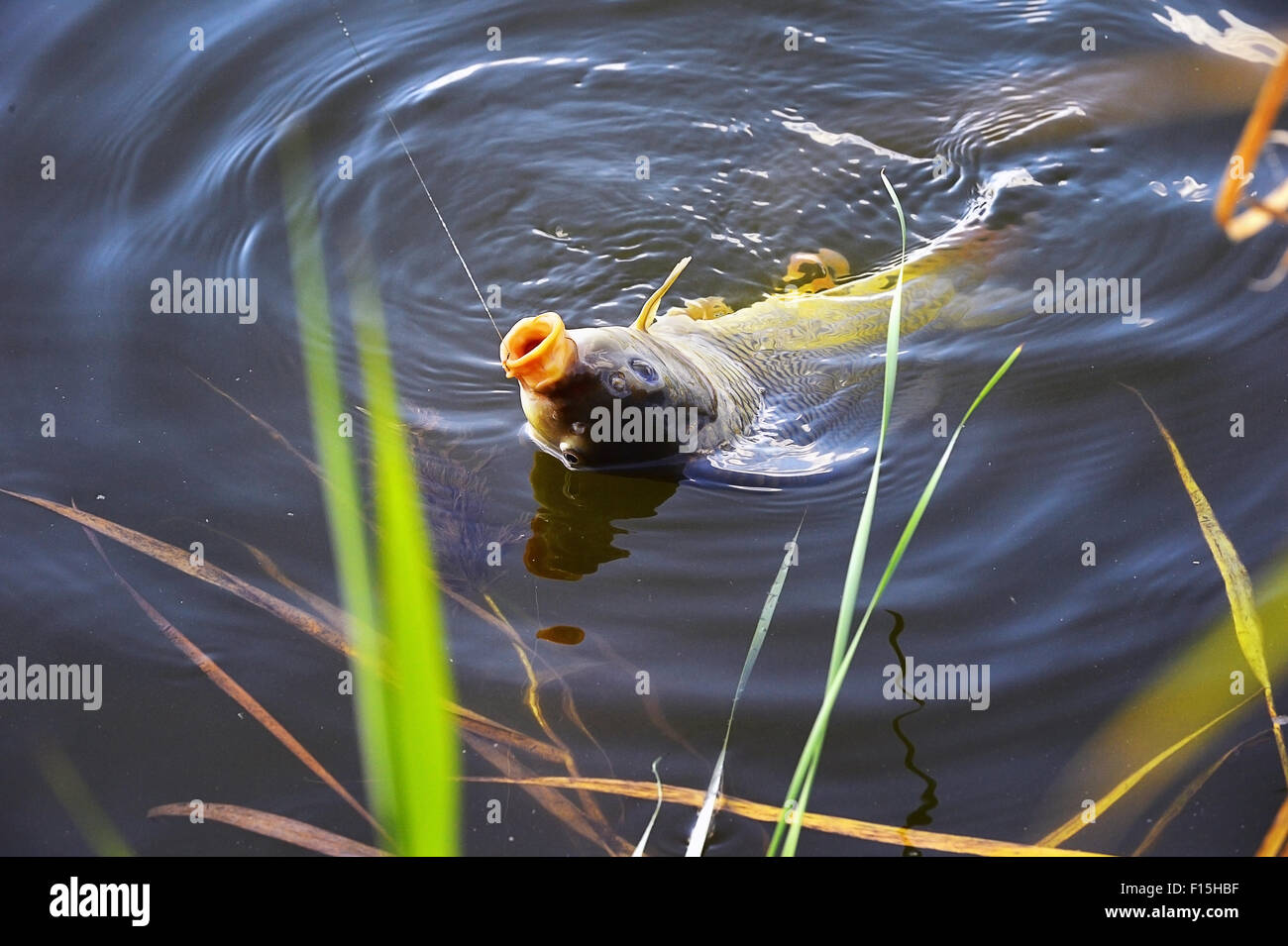 Feeder fishing hi-res stock photography and images - Alamy