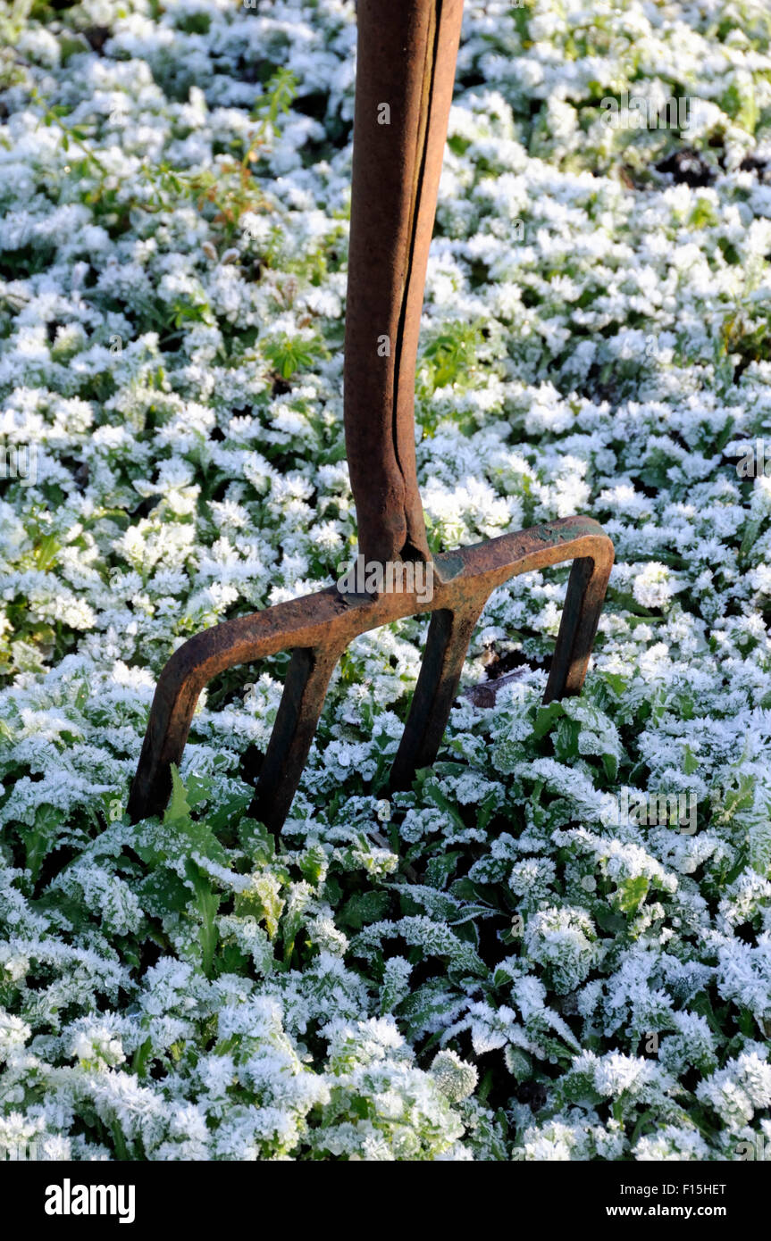 Vintage fork in ground with frosted vegetation Stock Photo Alamy