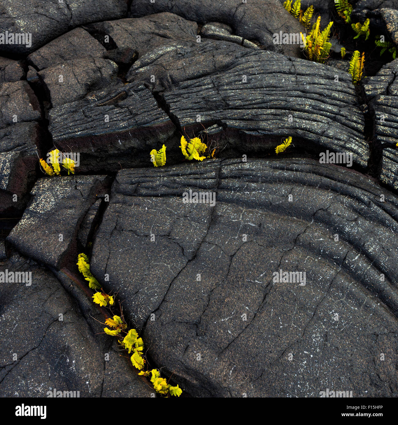 Weathered pahoehoe rope lava with ferns at Alanui Kahiko in Hawaii Volcanoes National Park Stock Photo