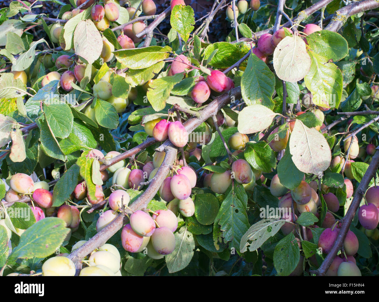 The branches of a Victoria Plum tree laden with immature fruit, North East, England, UK Stock Photo