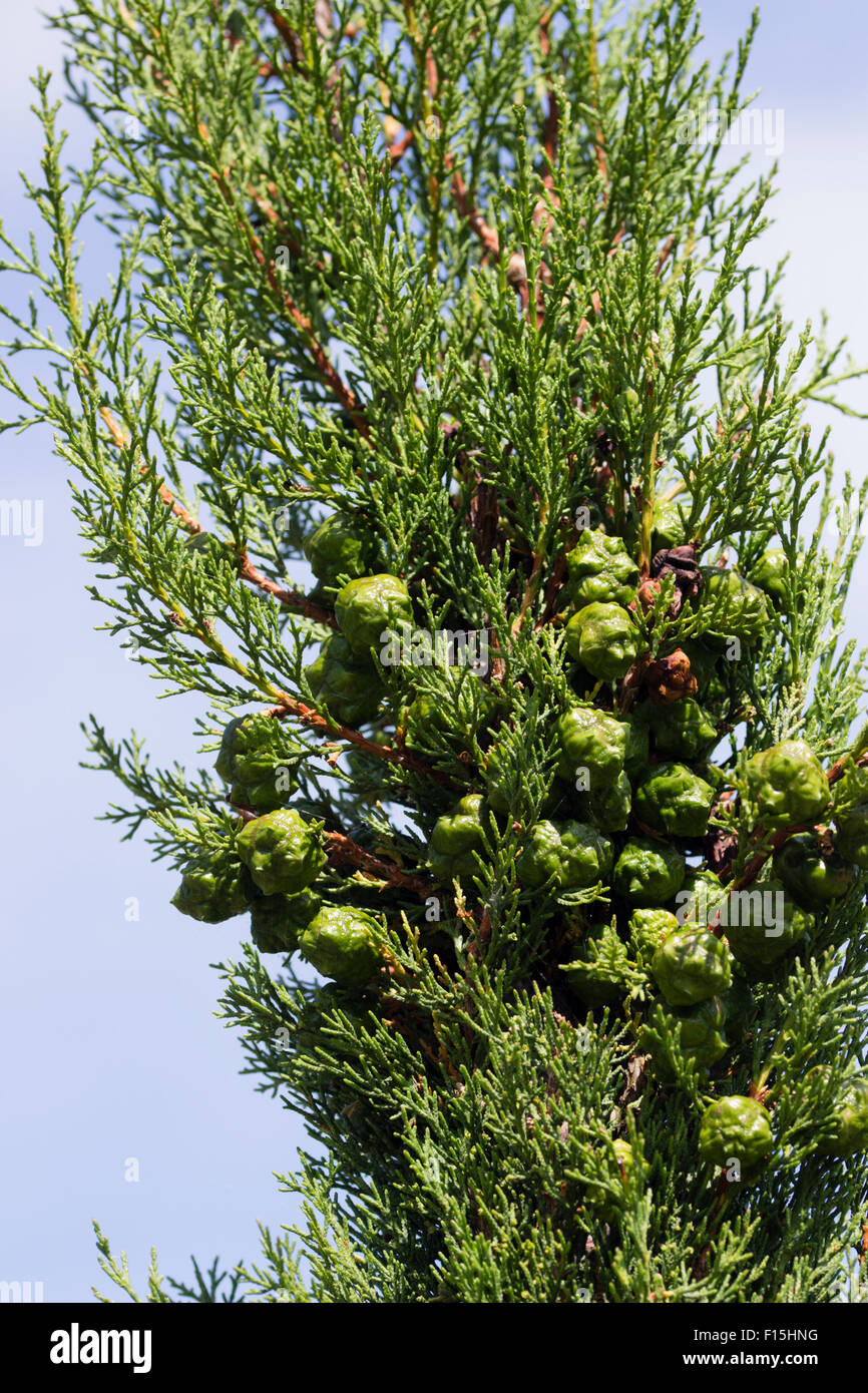 Maturing cones on the narrow, columnar growth of the Italian cypress, Cupressus sempervirens Stock Photo