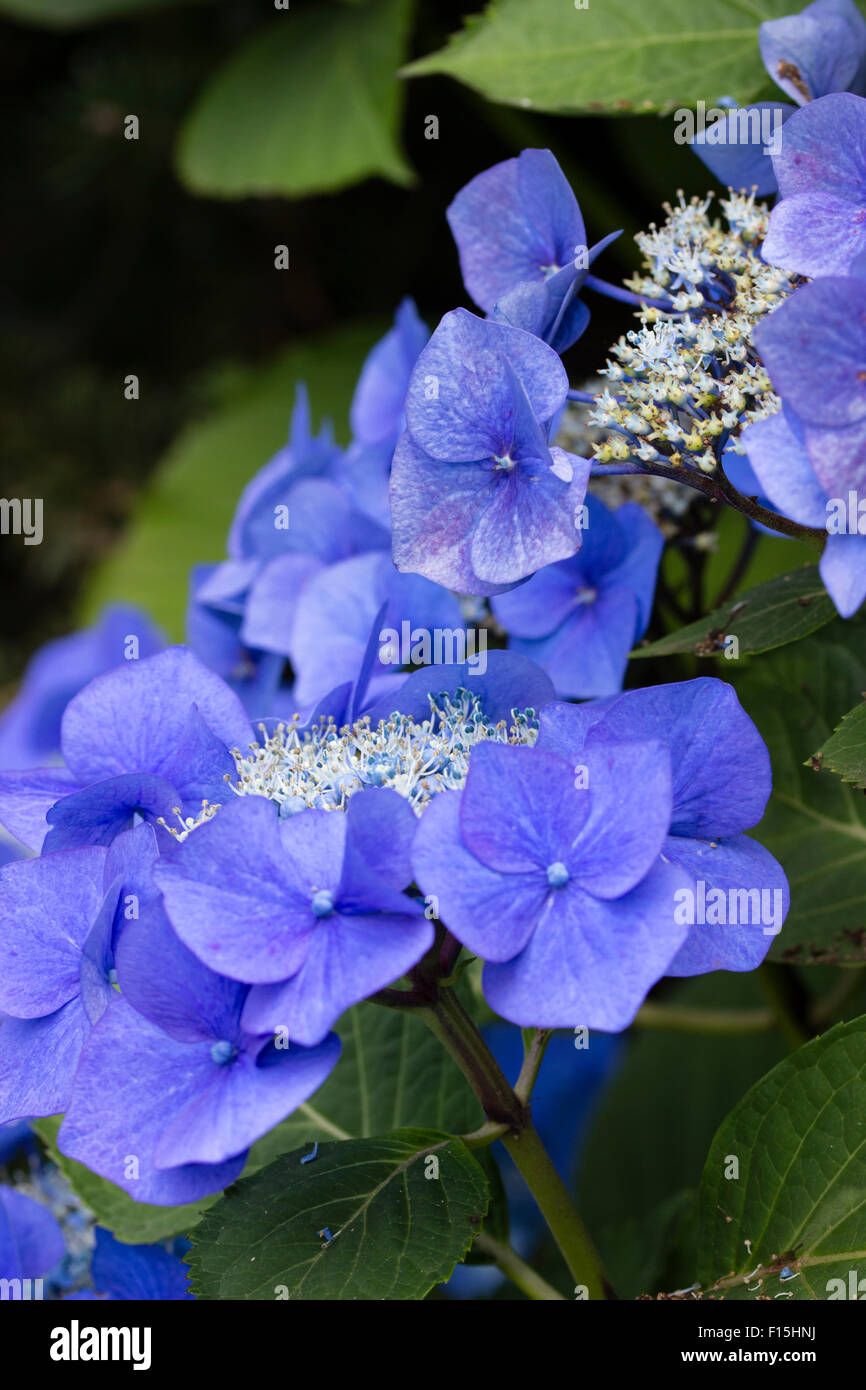 On acid soil Hydrangea macrophylla 'Blaumeise' is a deeply coloured blue lacecap variety Stock Photo
