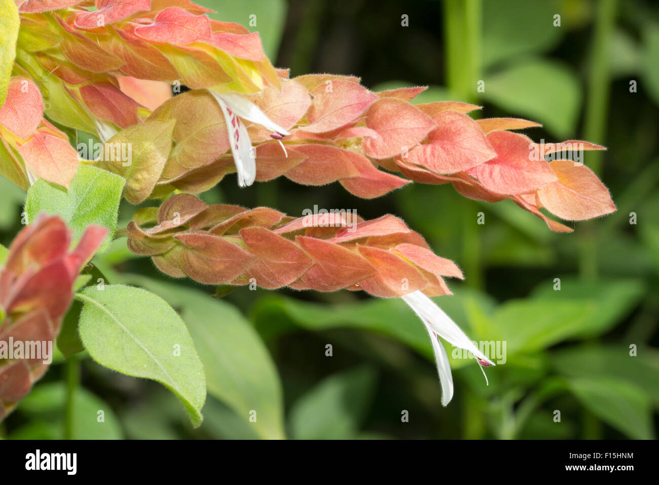 White flowers emerge from reddish bracts in the evergreen, sub-tropical shrimp plant, Justicia brandegeana Stock Photo