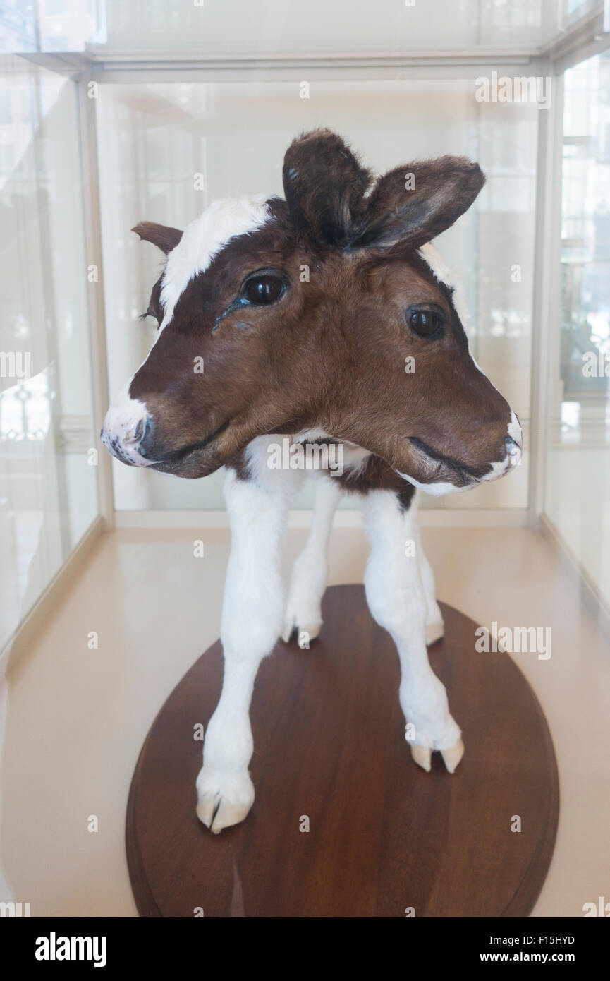 two-headed-calf-stuffed-hi-res-stock-photography-and-images-alamy