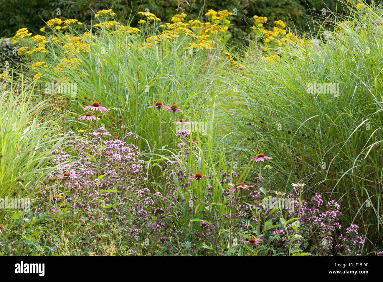 Wild flowers in an English country garden Stock Photo - Alamy