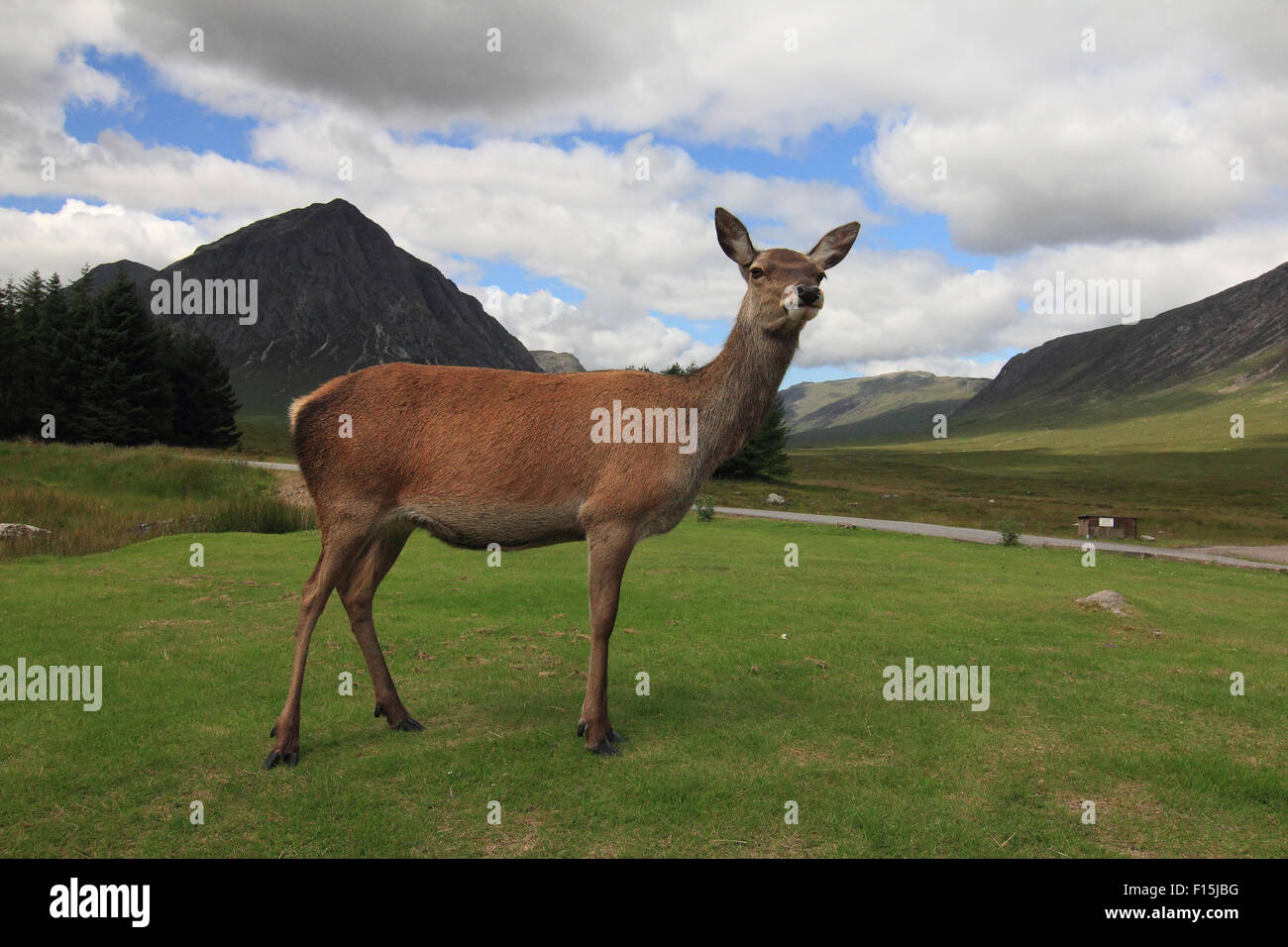 A lovely female Red Deer standing on green grass in front of Buachaille Etive Mor Stock Photo