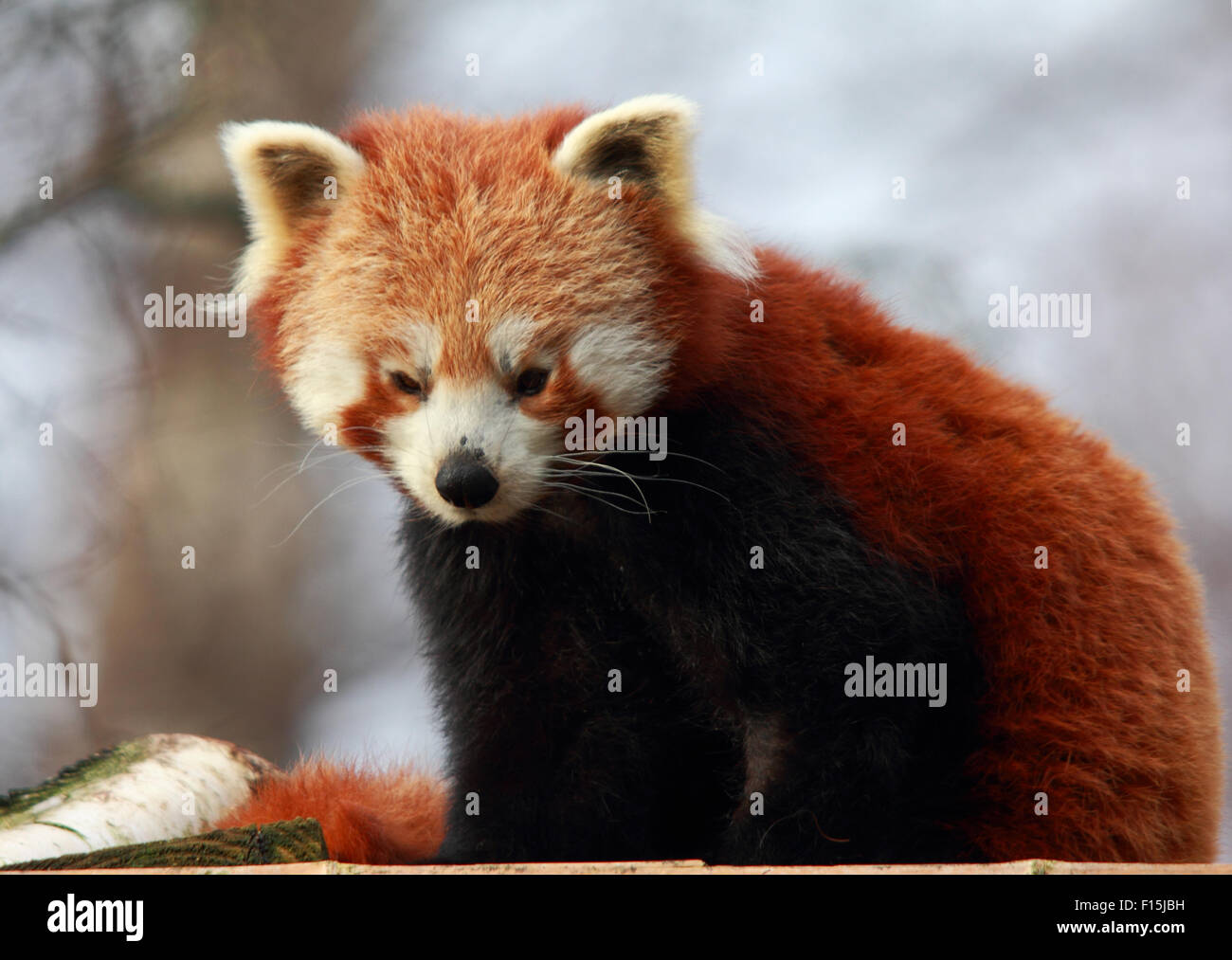 Måler vokal kontrast A lovely, tired, Red Panda Stock Photo - Alamy