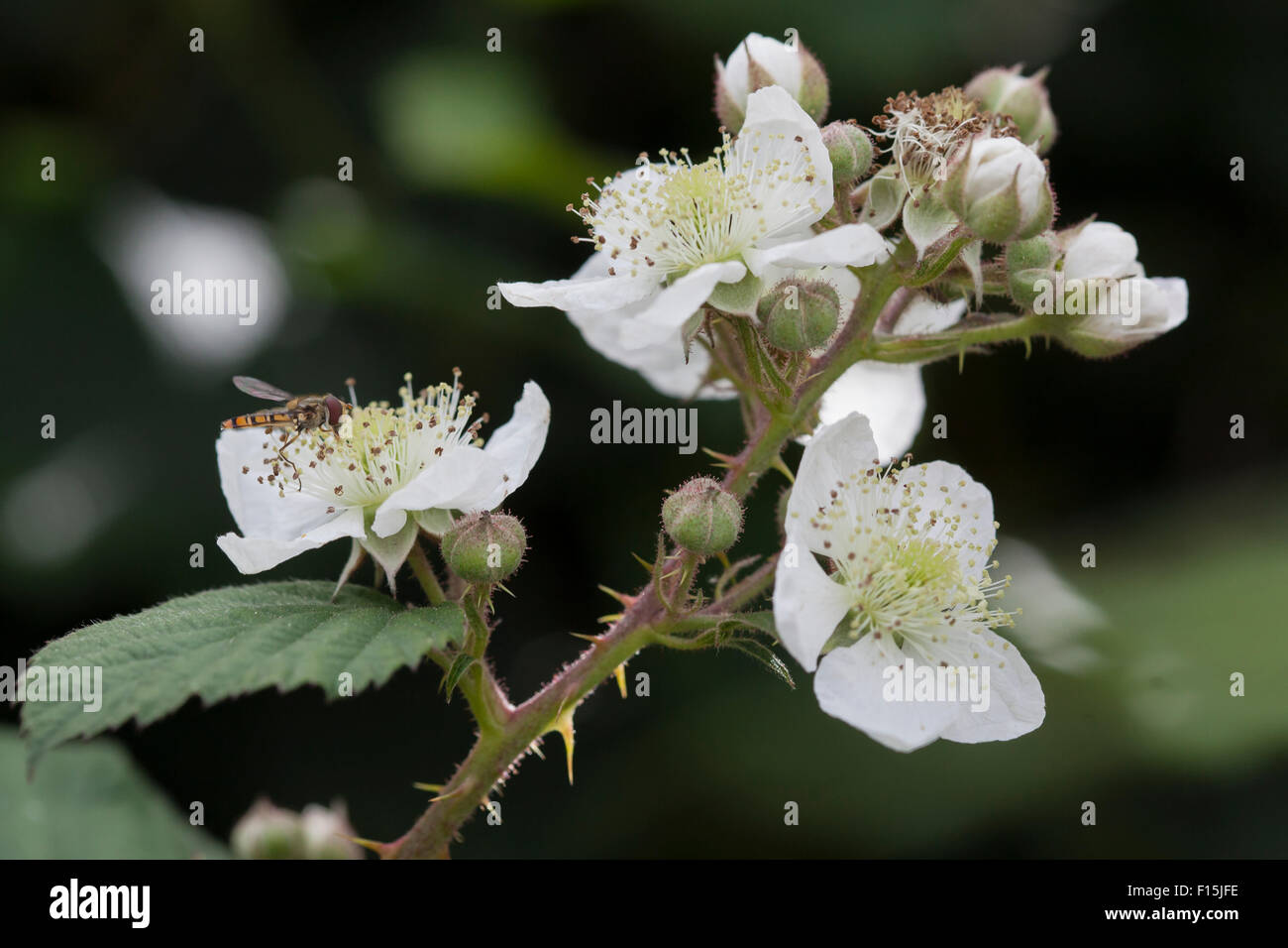Bramble flower Stock Photo