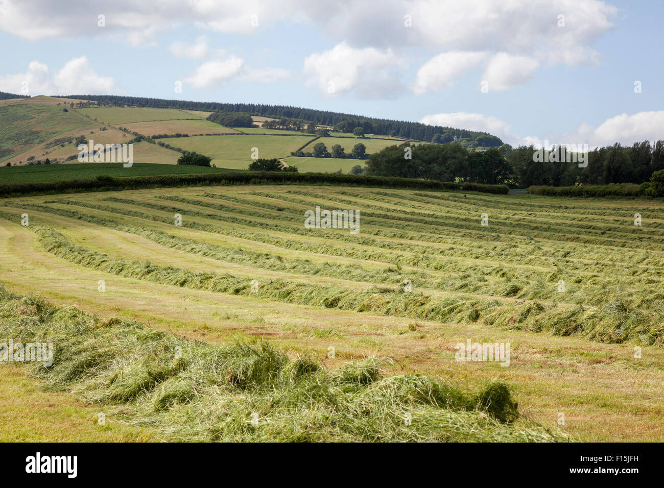 Rows of hay Stock Photo - Alamy