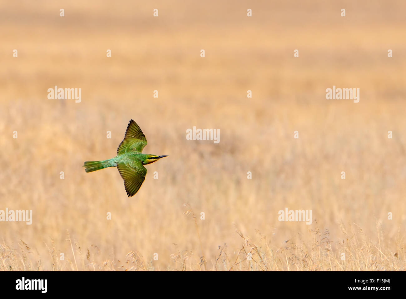Flying juvenile blue-cheeked bee-eater above dry steppe Stock Photo