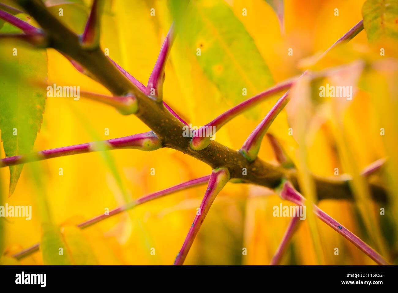 Art Autumn Backgrounds Beauty Bright Brown Close Up Colored Stock Photo Alamy
