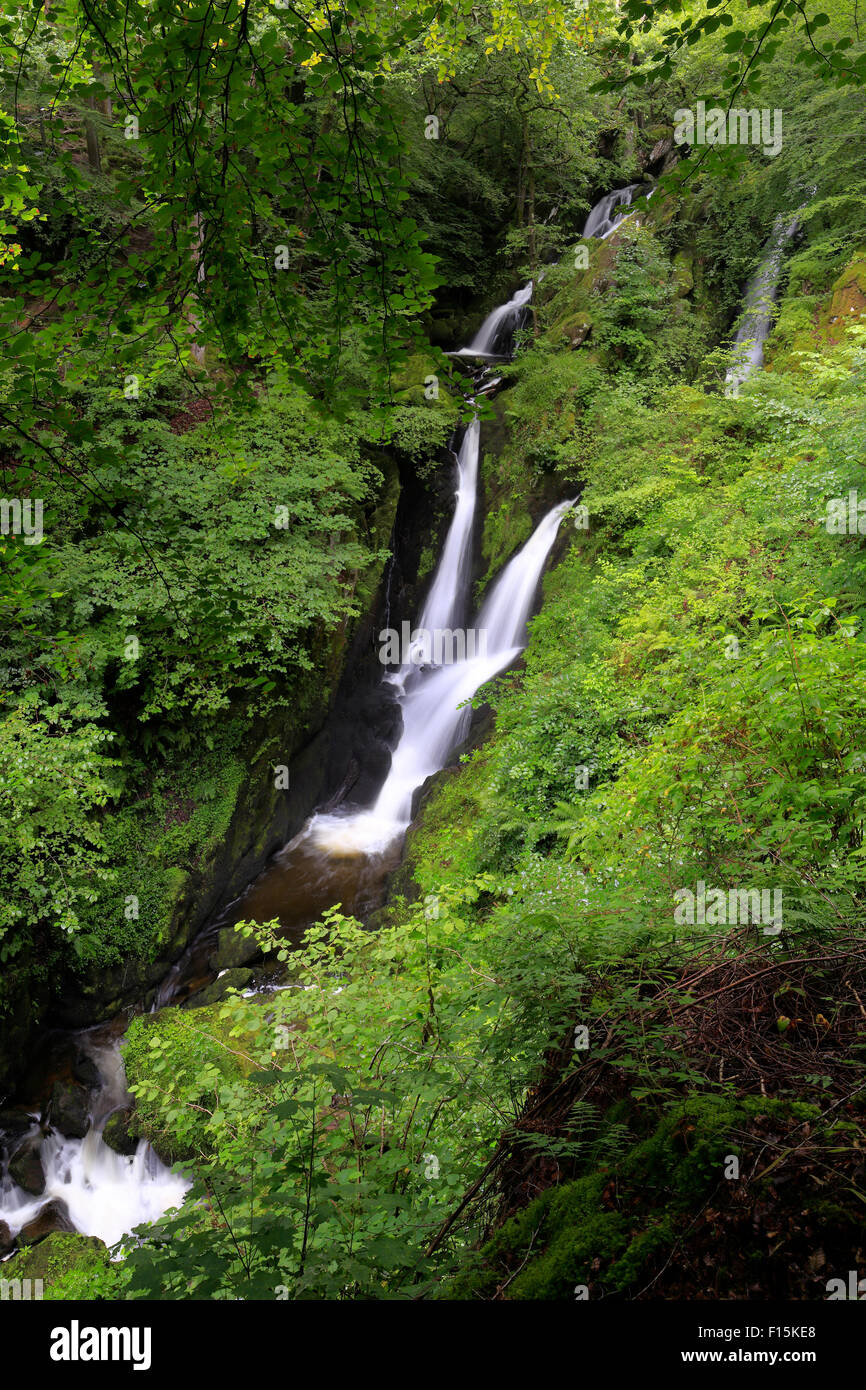 Stock Ghyll Force near Ambleside, Cumbria, Lake District National Park, England, UK. Stock Photo