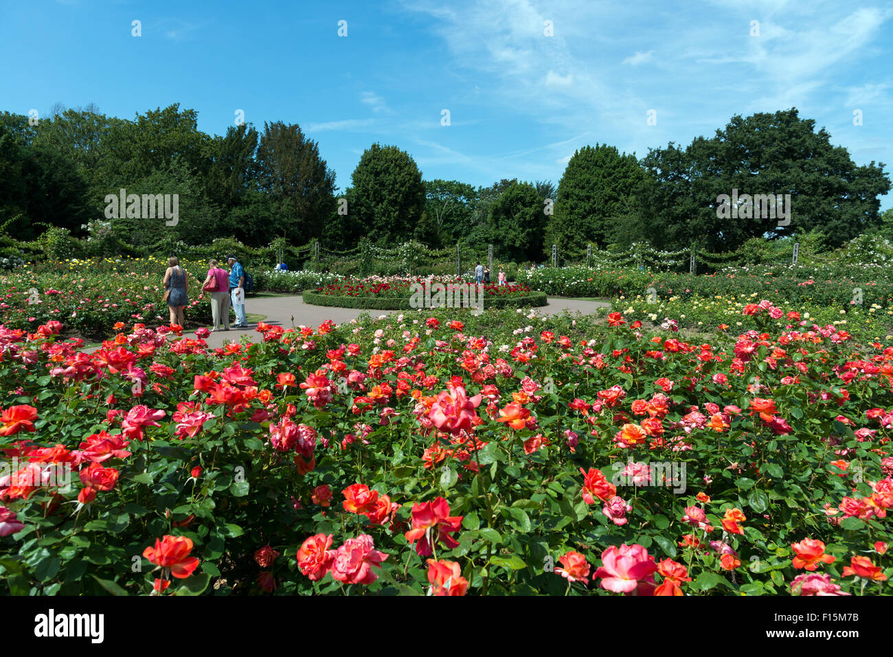Roses in Queen Mary's Gardens, Regent's Park, London, England, UK Stock