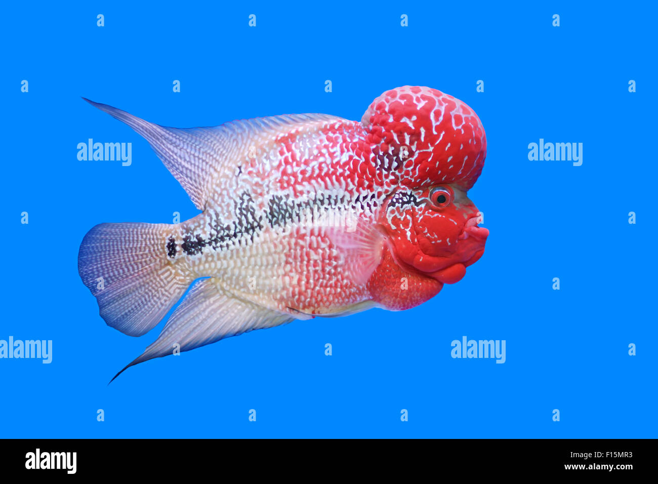 flowerhorn cichlid or cichlasoma fish in the aquarium Stock Photo