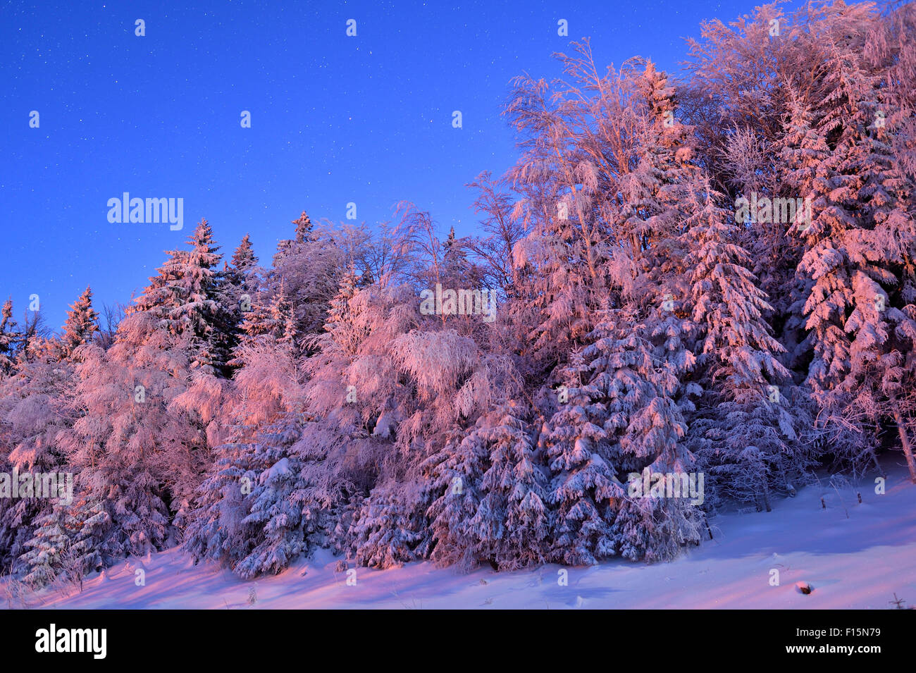 Landscape of Forest in Winter by Moonlight at Night, Bavarian Forest ...