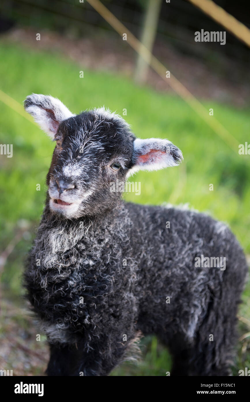 Young black Herdwick lamb, Great Langdale, English Lake District national park, England, UK Stock Photo