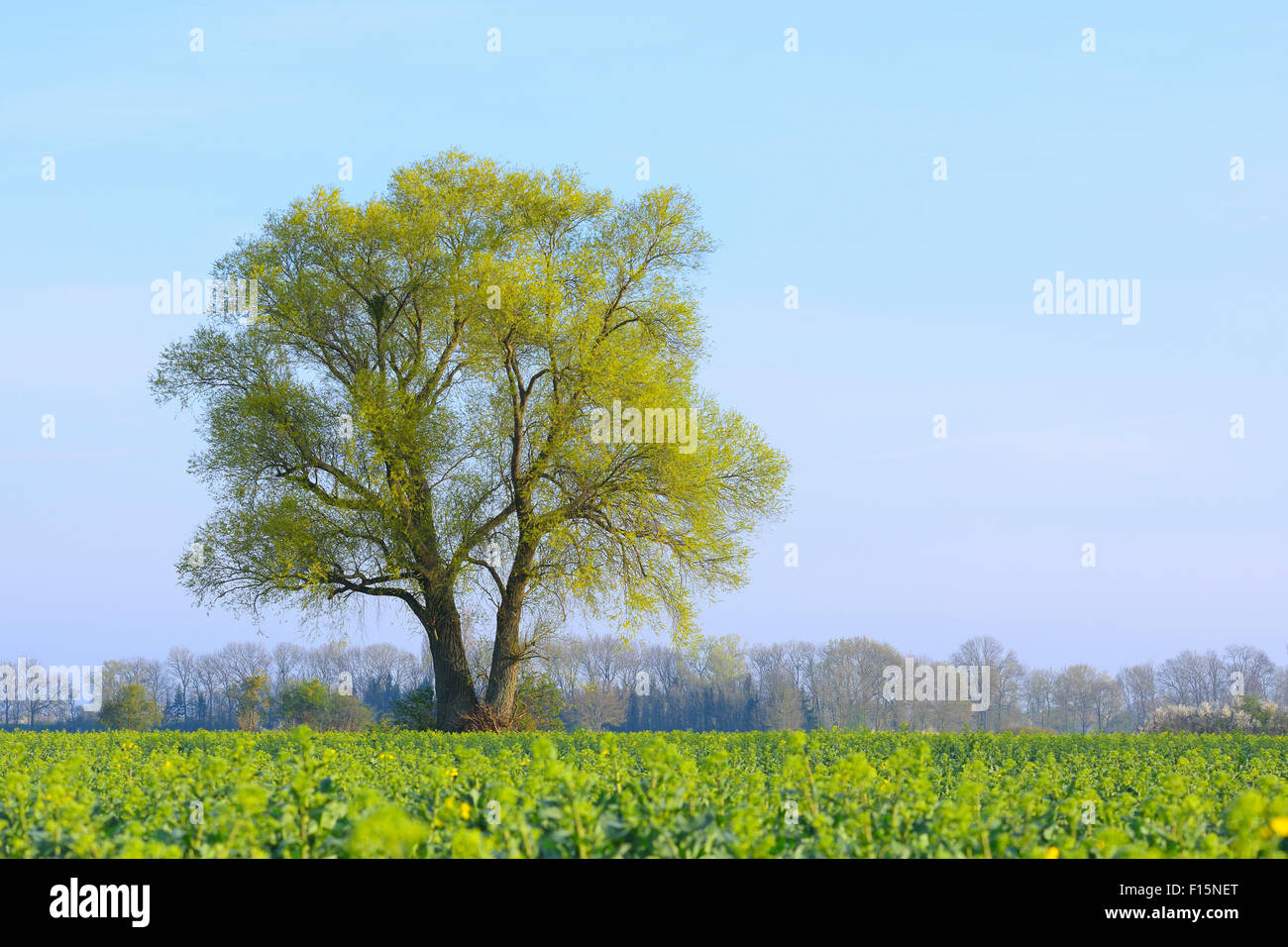 Tree in field of green plants in Early Spring, Kuehkopf-Knoblochsaue Nature Reserve, Hesse, Germany, Europe Stock Photo