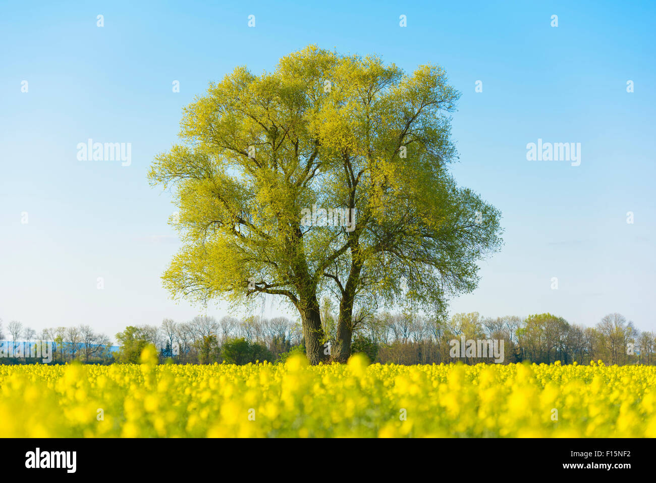 Tree and Blooming Canola Field in Early Spring, Kuehkopf-Knoblochsaue Nature Reserve, Hesse, Germany Stock Photo