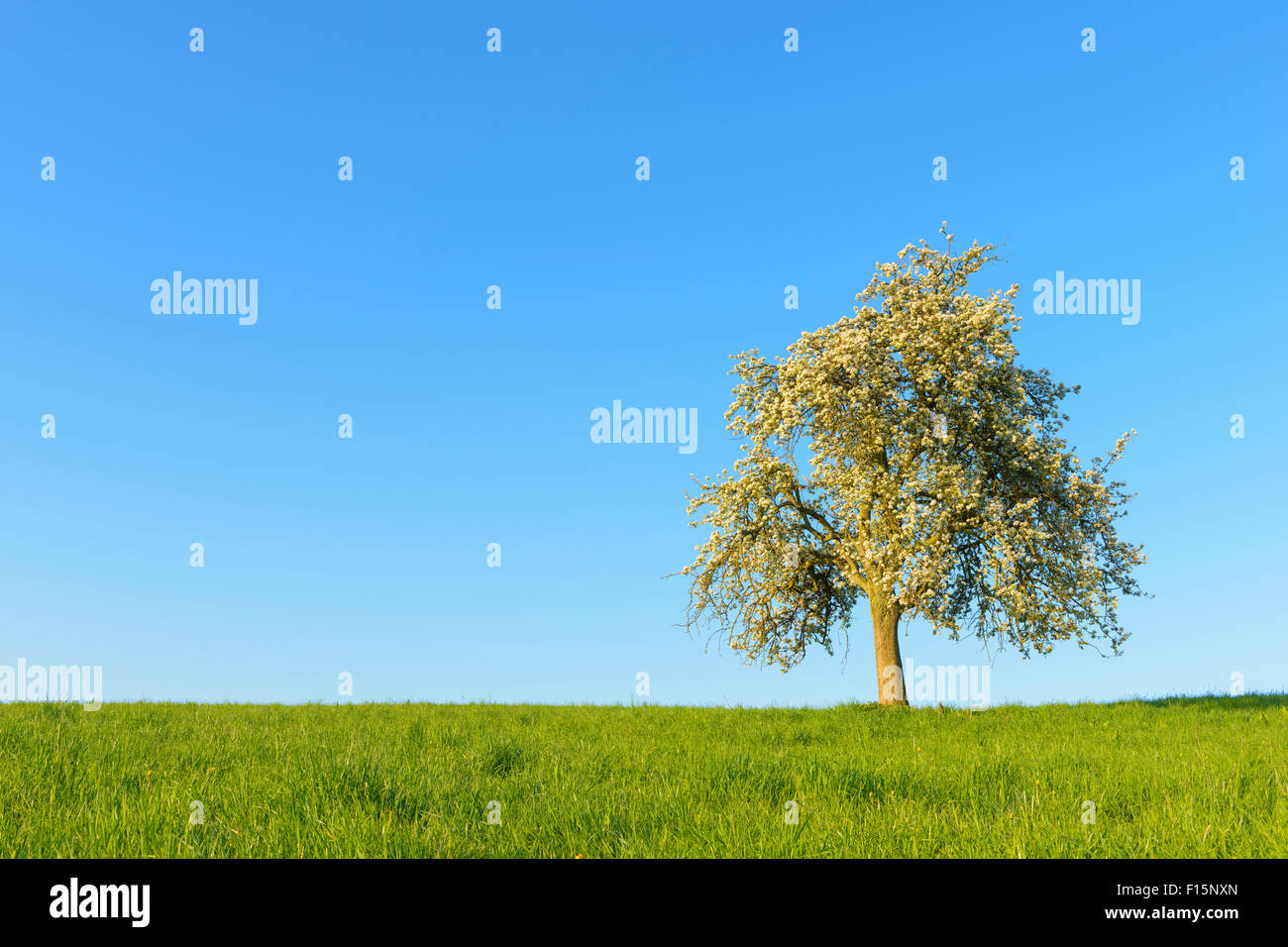 Apple tree field hi-res stock photography and images - Alamy