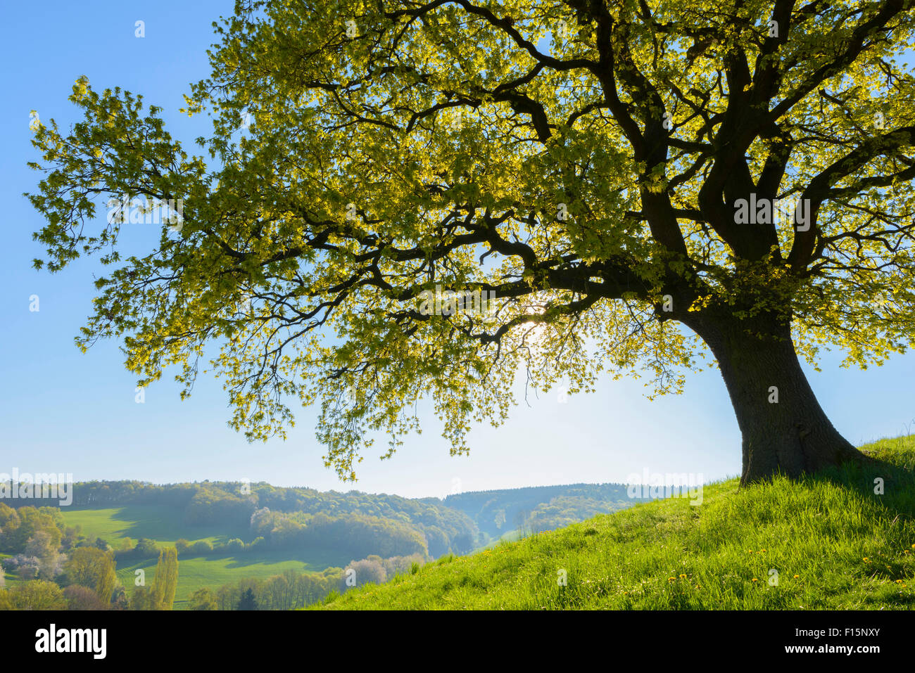 Old Oak Tree with scenic view in Early Spring, Odenwald, Hesse, Germany ...