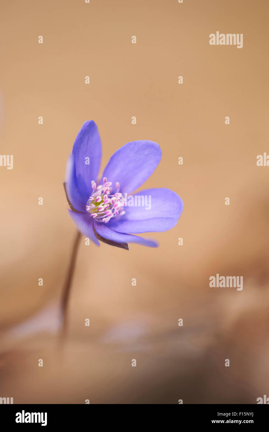 Common hepaticas hires stock photography and images Alamy