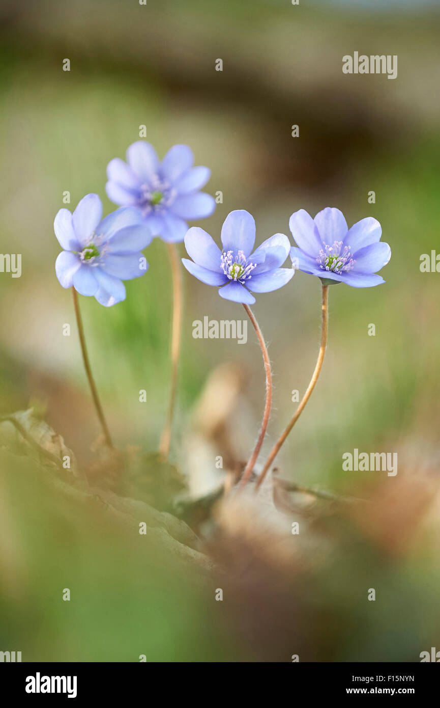 Common hepaticas hires stock photography and images Alamy