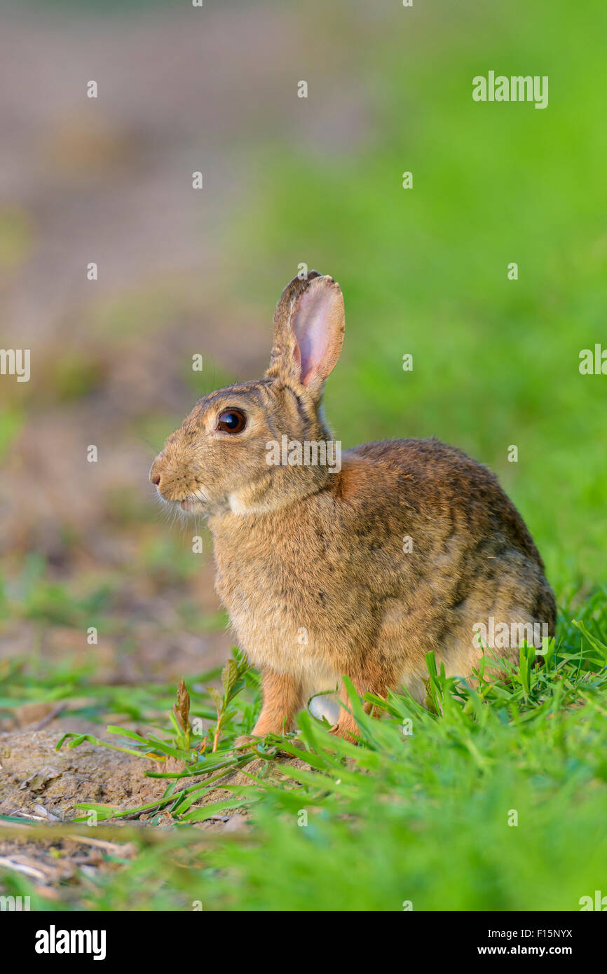 European Rabbit (Oryctolagus cuniculus) in Spring, Hesse, Germany Stock ...
